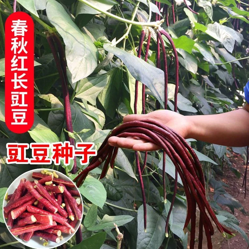 春秋红豇豆种籽特长紫红豆角种高产早熟四季播耐热抗病豇豆种子zl