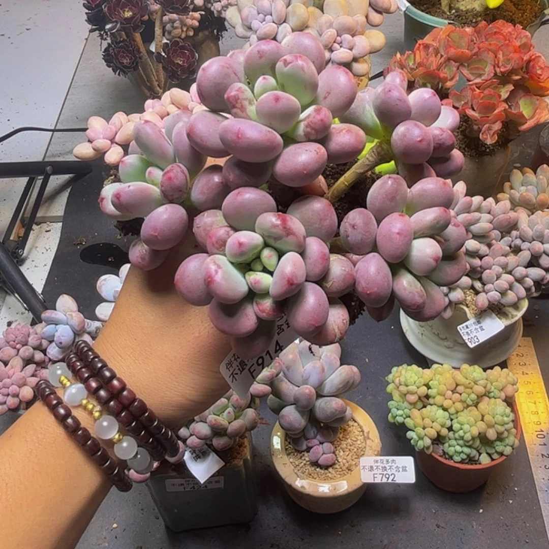 桃花奶酪914:9cm多肉