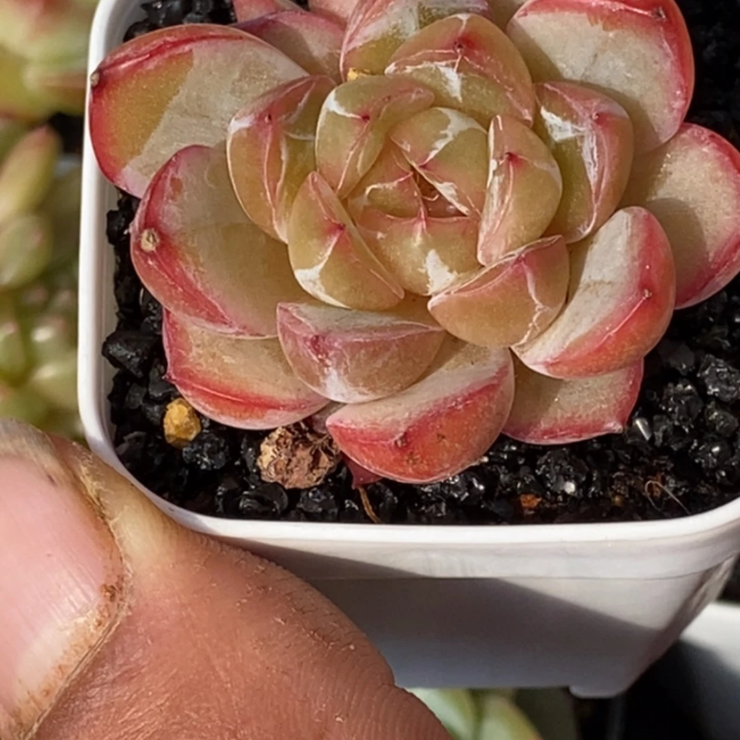 天官赐福百无禁忌