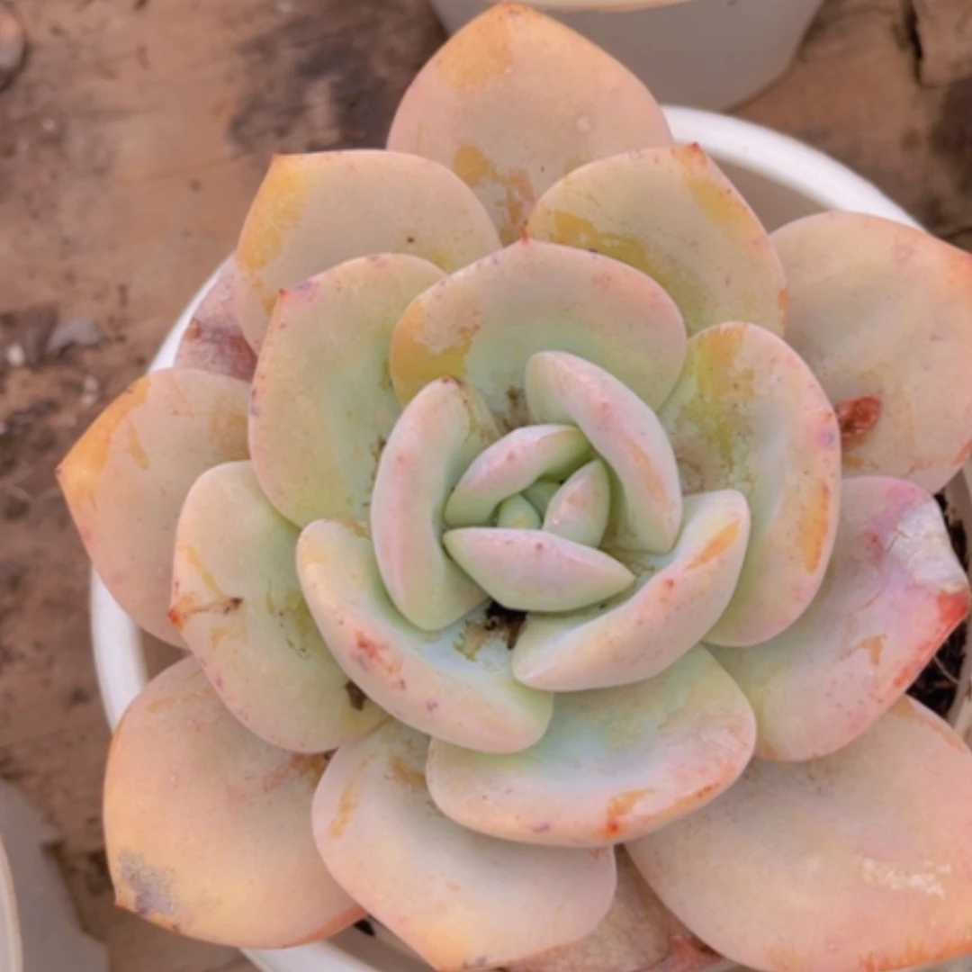 【闪购商品】奶茶0778