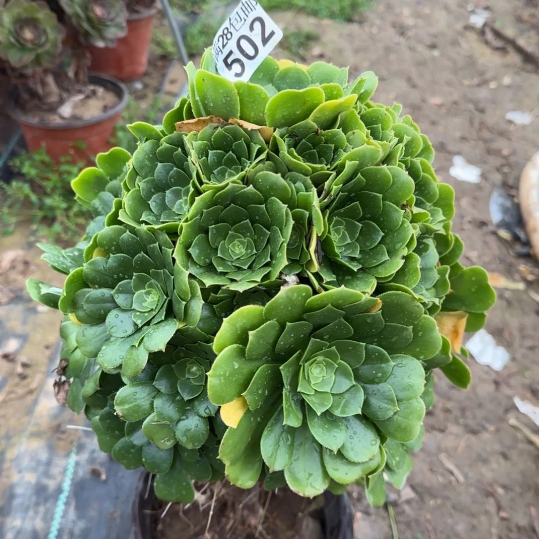 绿羊绒多肉502满28包邮断枝不包