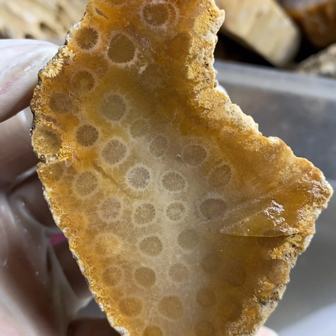 【闪购商品】硅化玉颈饰未镶嵌