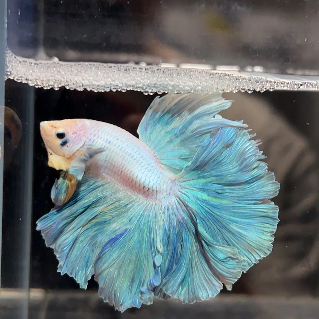 斗鱼24号蓝天白云