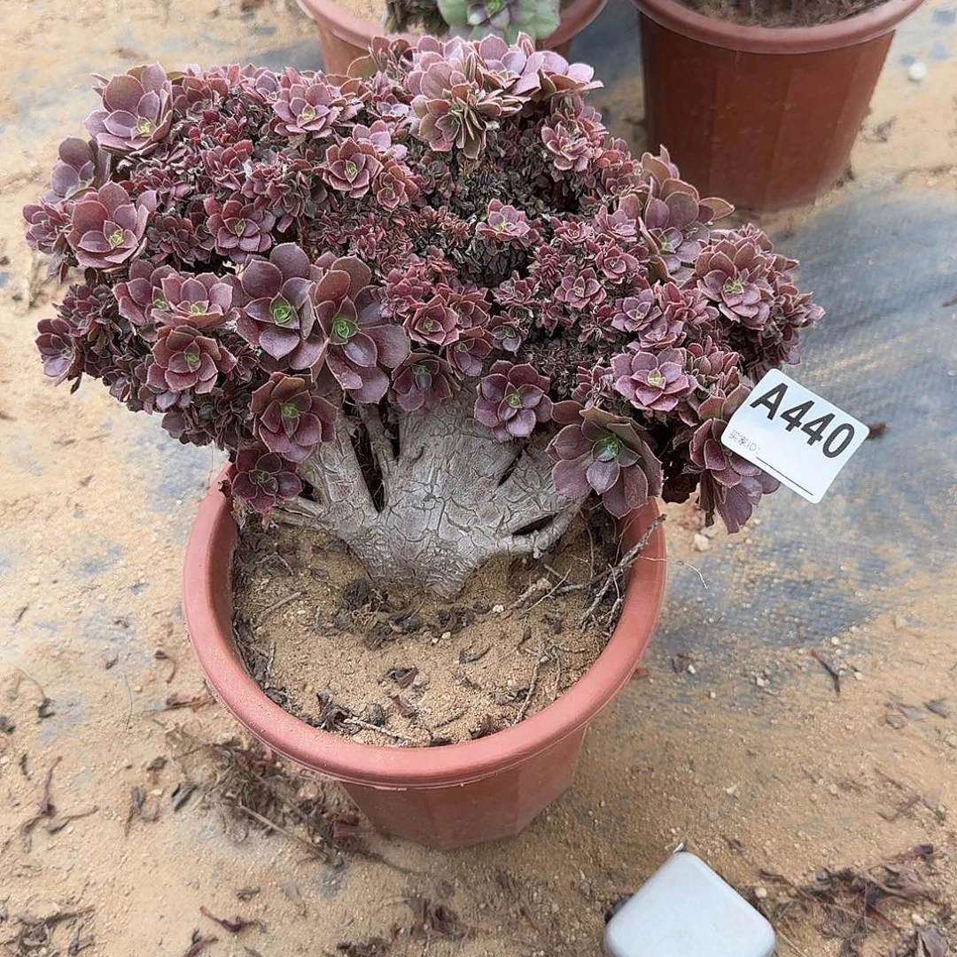 440玫瑰朵朵有伤一颗满28包邮