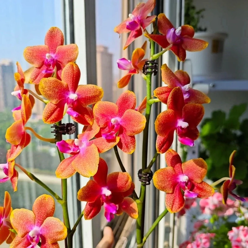 高货有香味【金边樱桃番茄】蝴蝶兰苗3.0寸杯带蝴蝶兰基地批发直播