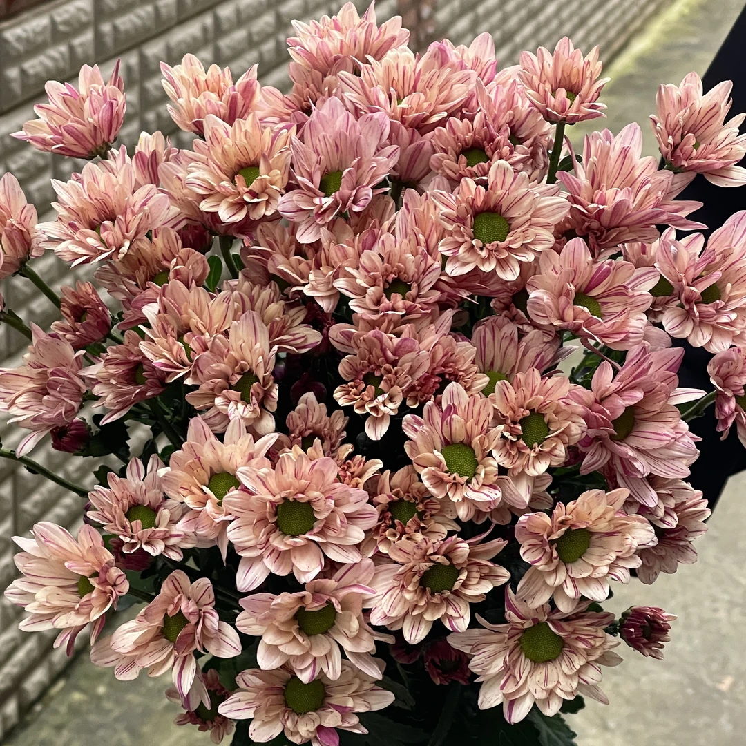 彩凤羽小菊10枝全店任意5单一个运费