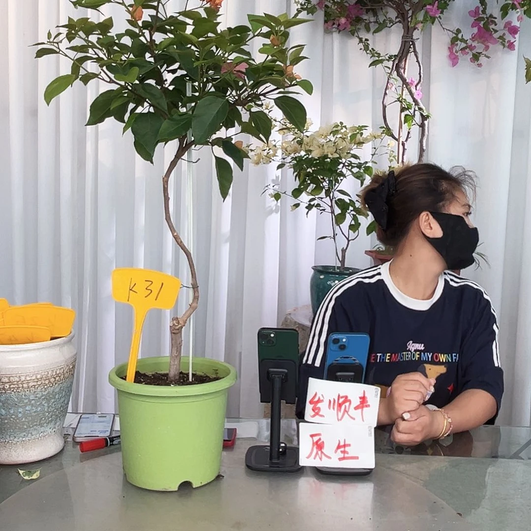 当前无花栽培后可以开花缇*、K31波妹
