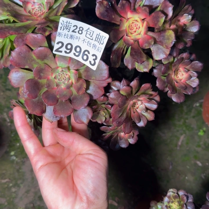 29963烟花多肉植物