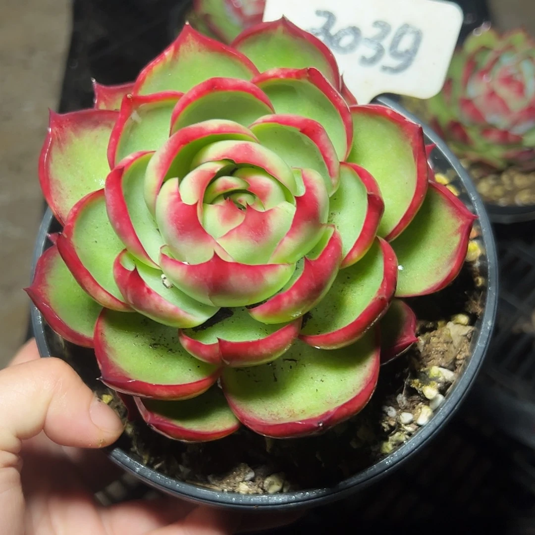 苗****惊鸿仙子一物一拍3039