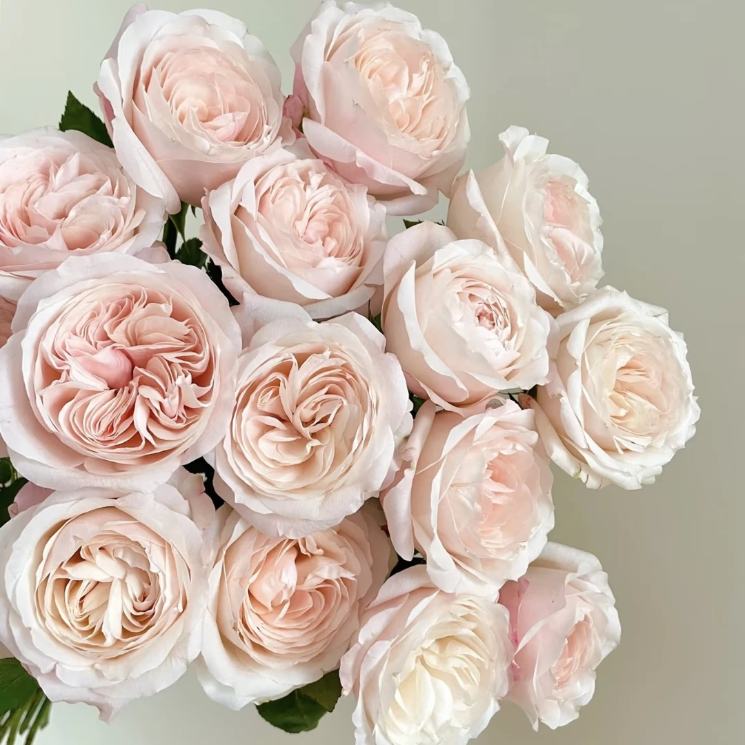 【基地直发】【5度以下拍保温棉】凯瑟琳单头玫瑰