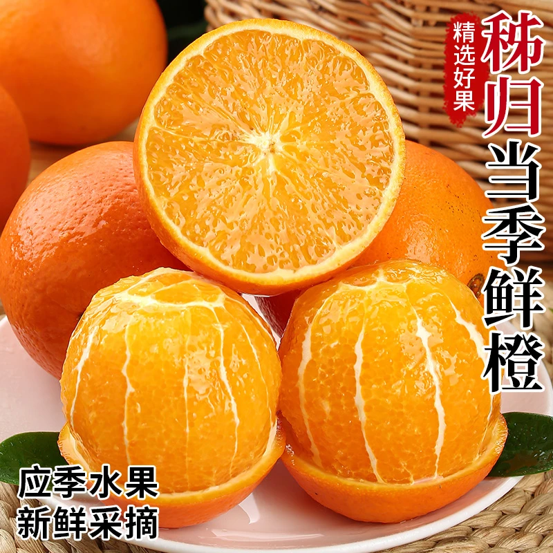 三峡脐橙当季高山果园新鲜水果湖北秭归时令手剥榨汁甜橙子
