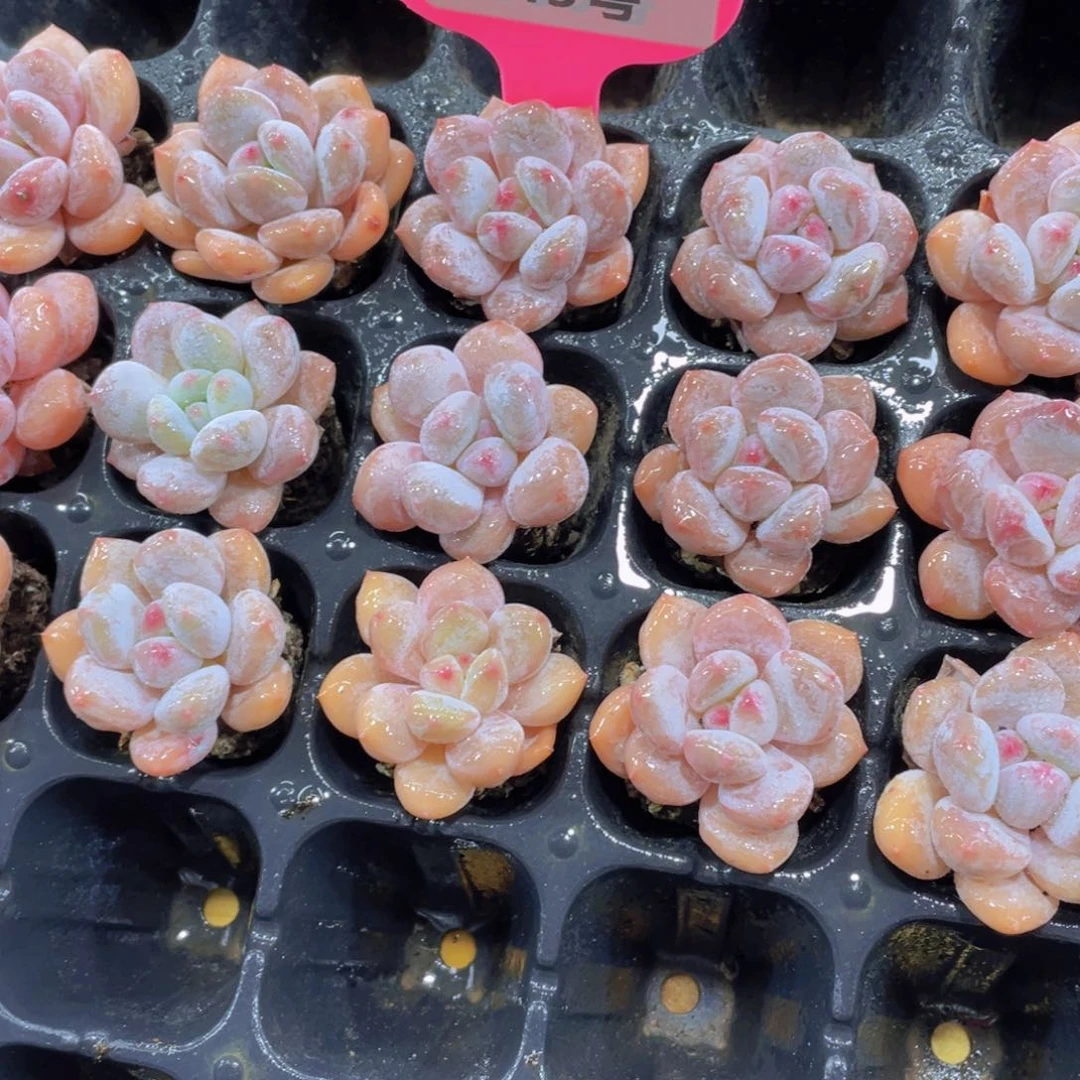 345号 开播福利丸叶半夏3个