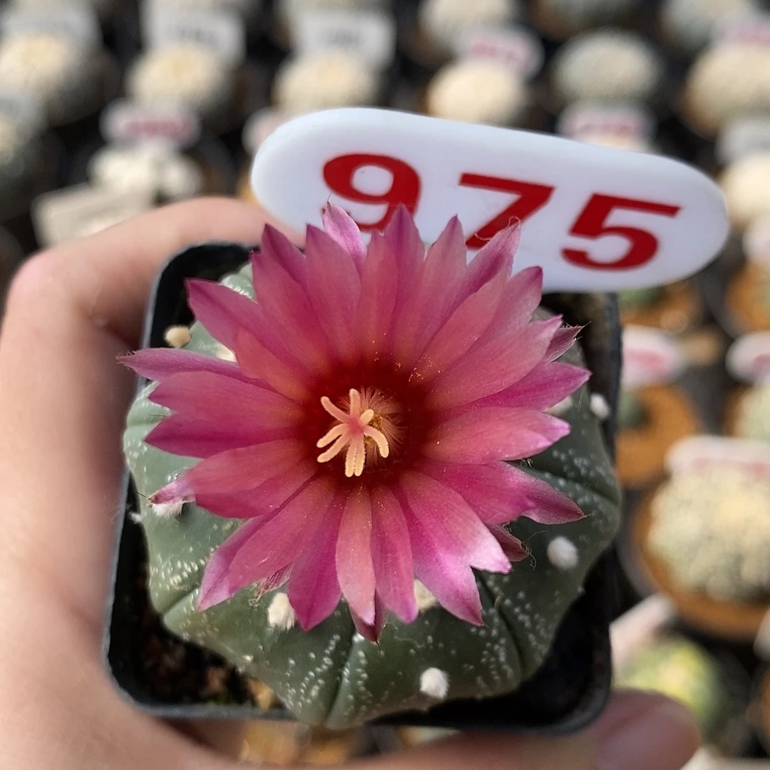 975红花兜系列福利活动