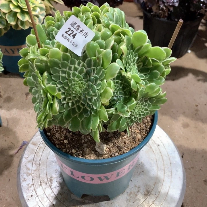 224翡翠冰多肉植物
