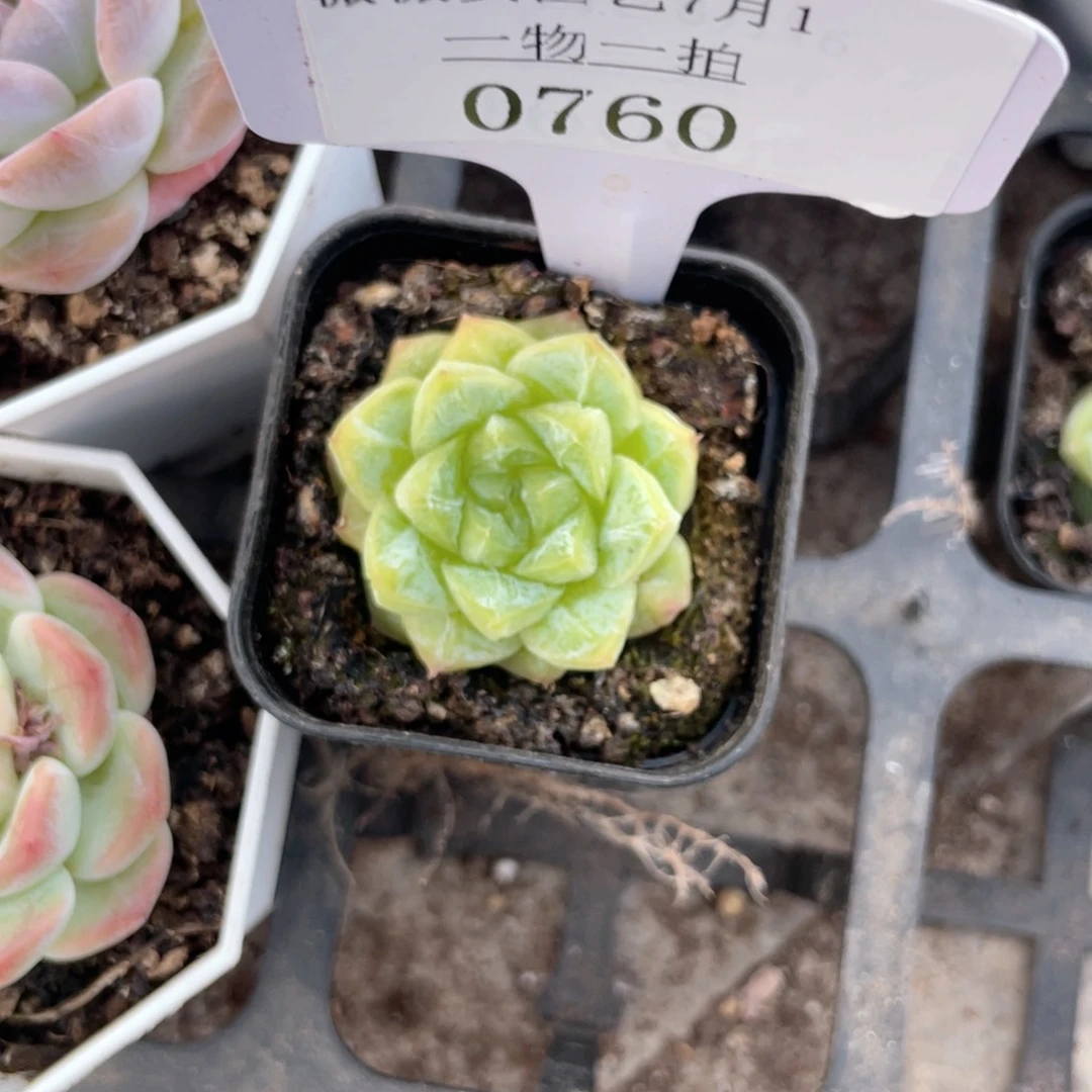 薇薇安园艺多肉0760