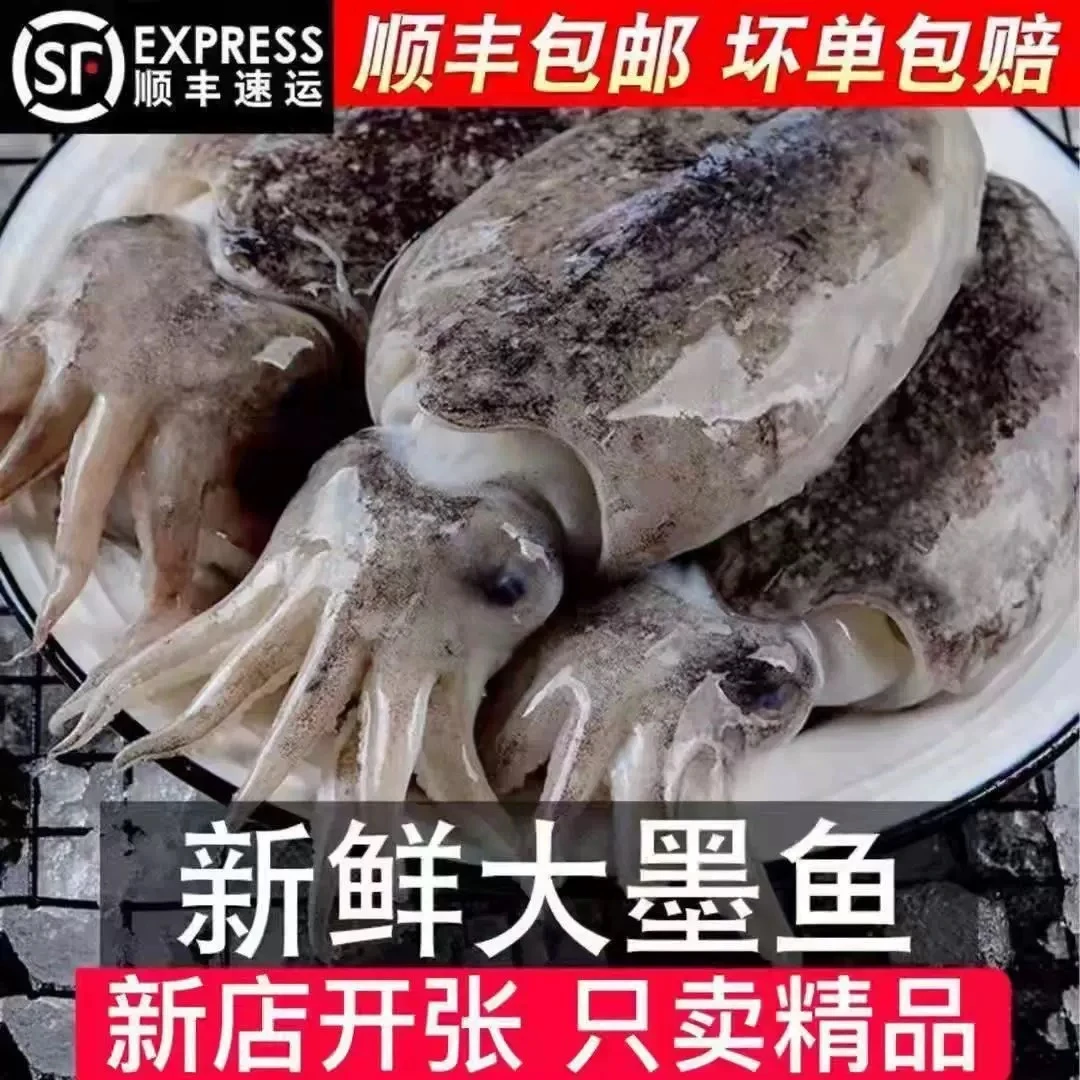 【直播间现称】东海热气大墨鱼 顺丰野生海捕鲜嫩大目鱼 冰鲜
