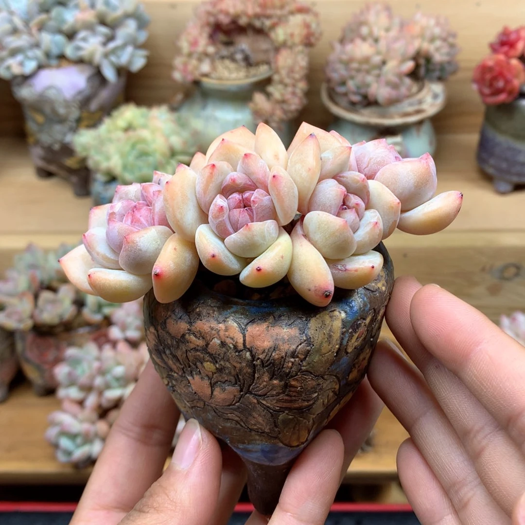 ?*肉加盆一物一拍