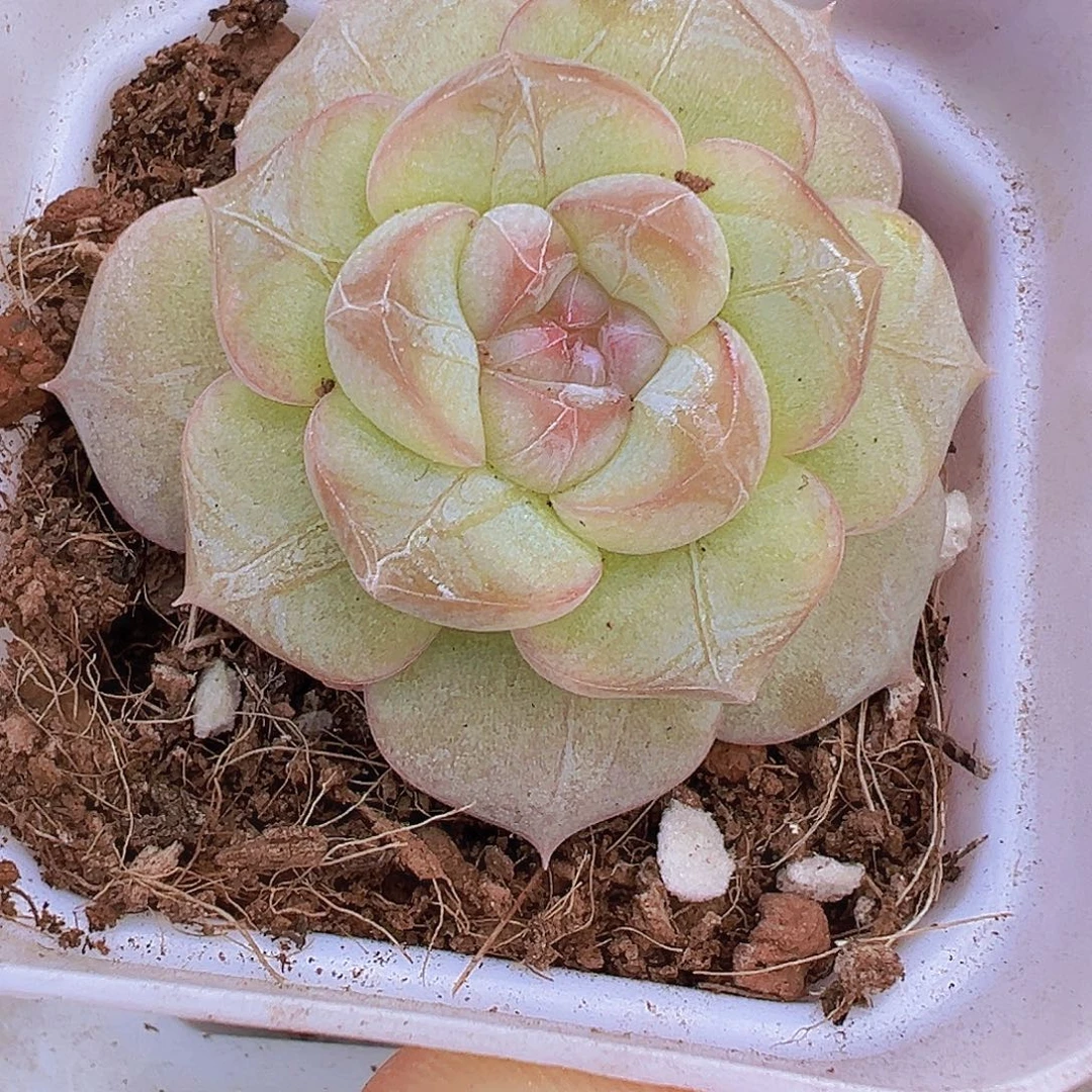 纹星珍妮19包邮多肉