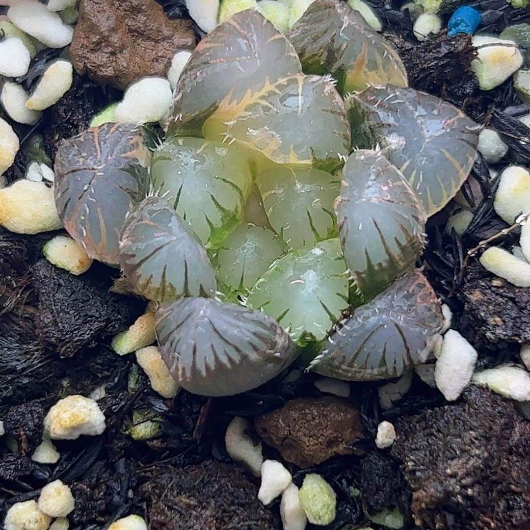 北极星锦十二卷多肉