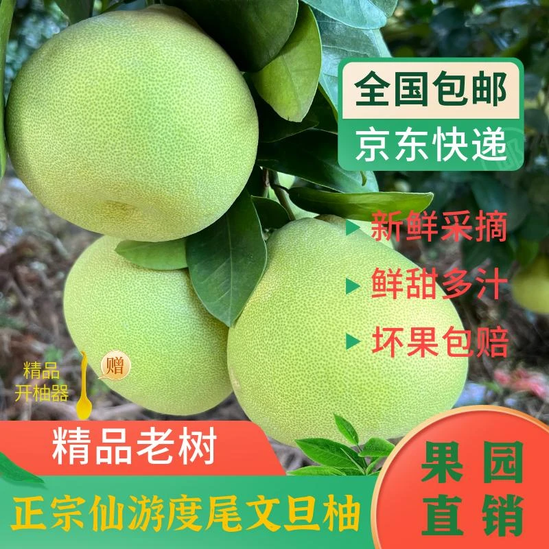 【京东包邮】30斤福建度尾文旦柚老树文旦柚福建柚子应季文旦柚子