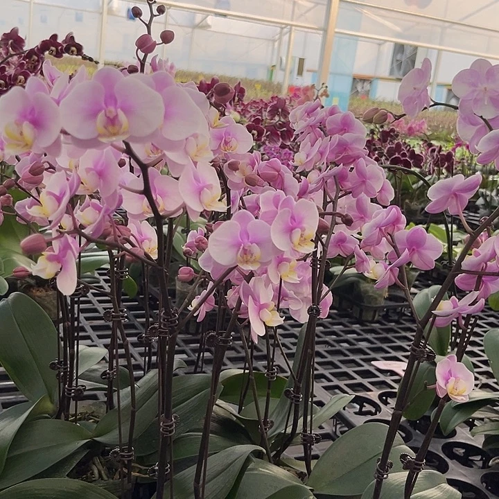 大部分花苞少量开放 小