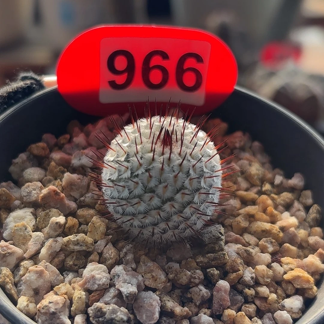 仙人球实生直刺佩雷