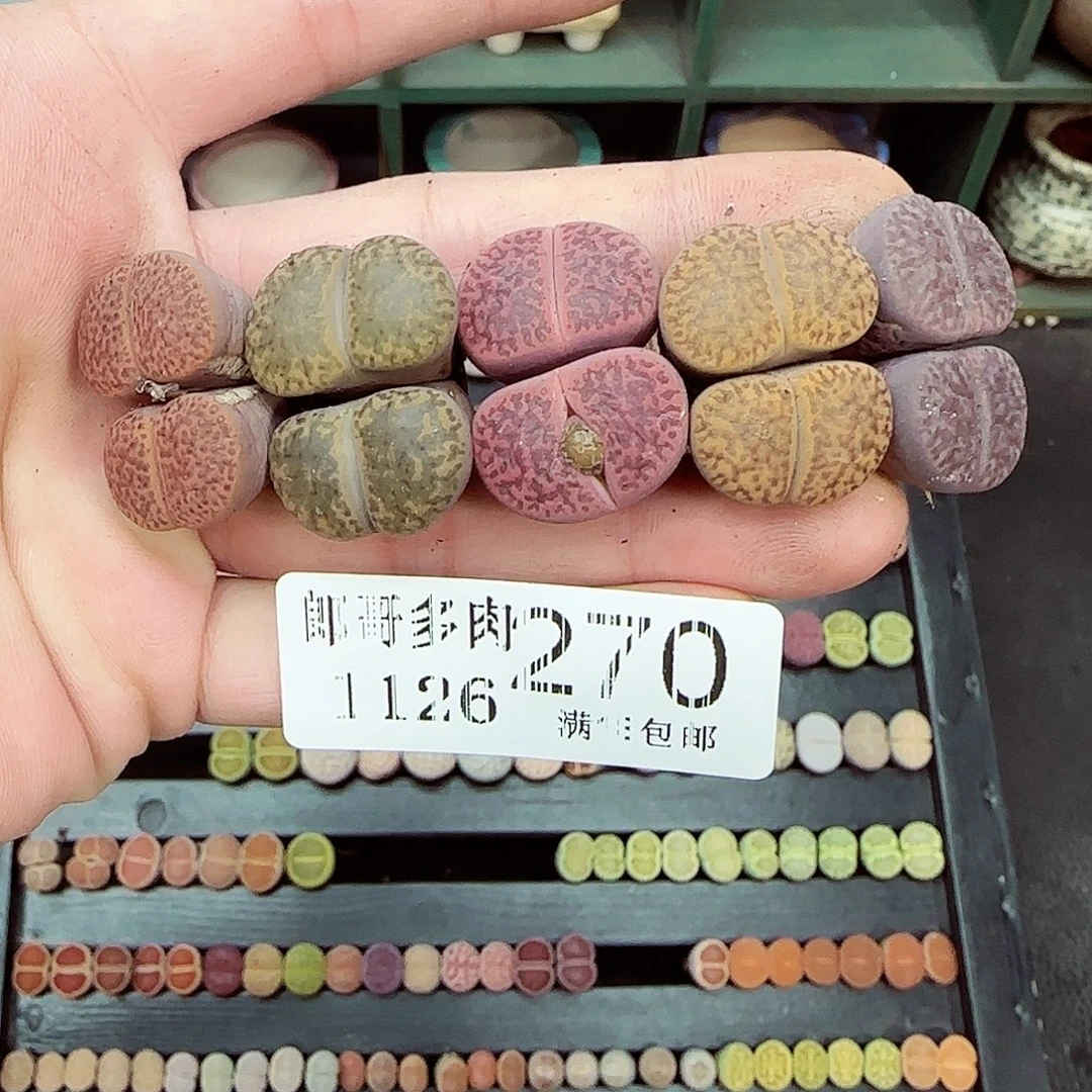 满满18包邮1126-270