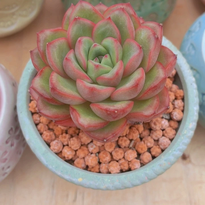 多肉红泡芙一物一拍