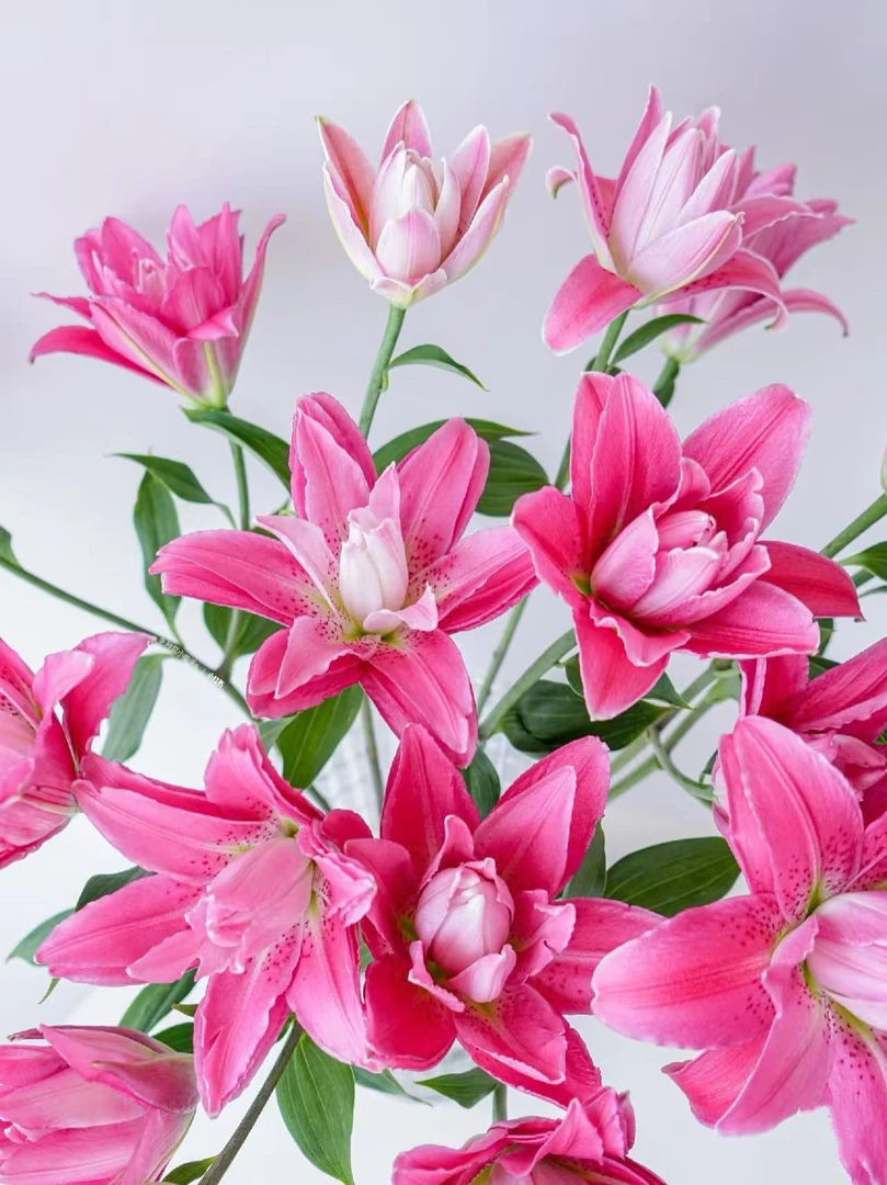 A级 紫莲花重瓣香水百合