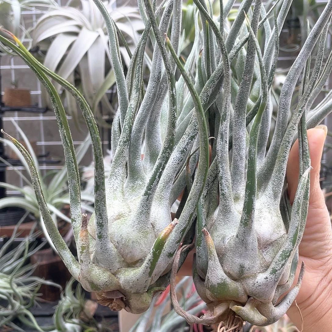 狼***怒2个肥河豚空气凤梨