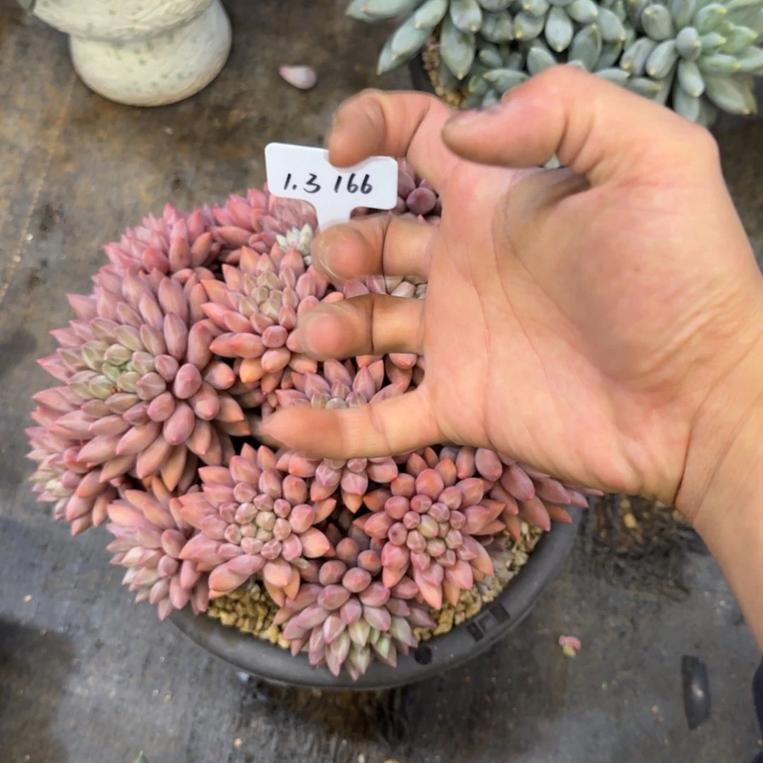 ****一物一拍超大红蜻蜓166