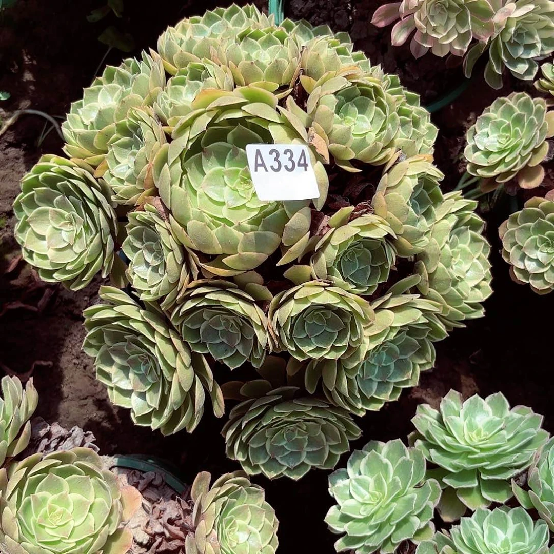 粉花妖法师手捧8-14偏远不包邮