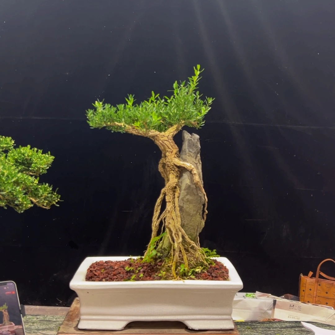 无花朵广东皱皮雀舌黄杨