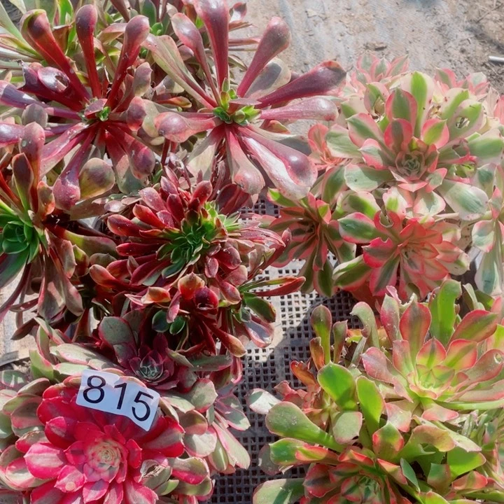 多肉植物组合815