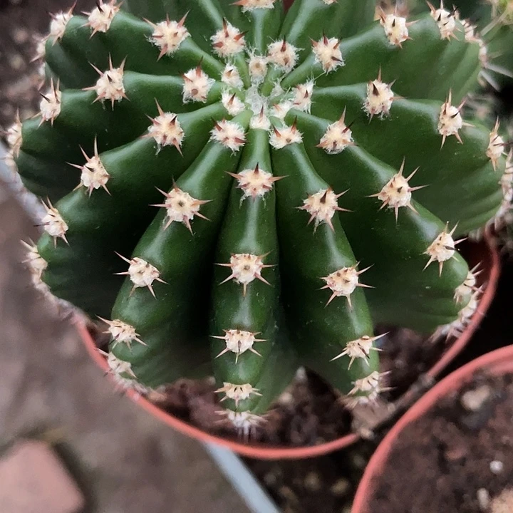 实生短刺柱子彩草