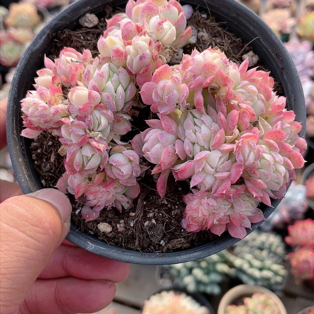 2112  玫瑰月影缀 六月六