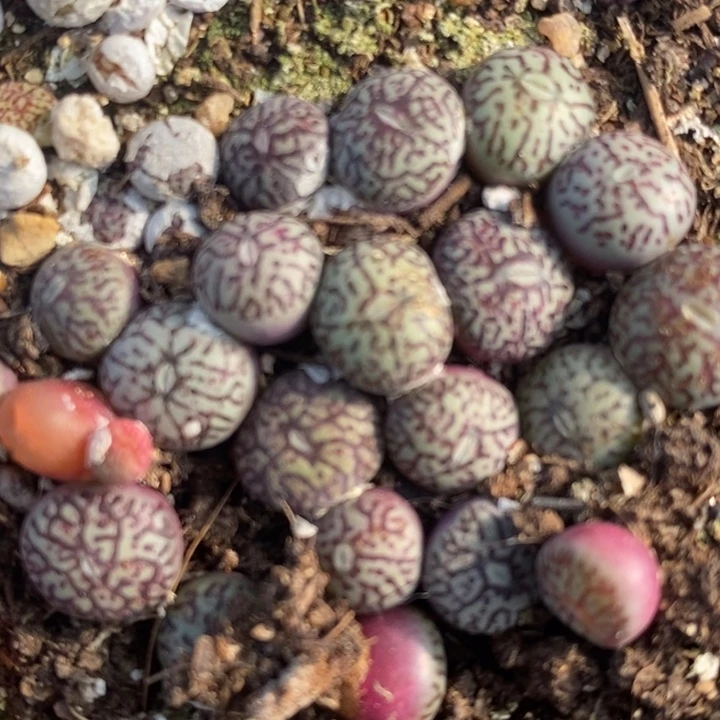 单头墨一颗单头墨