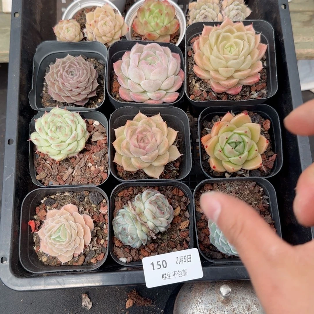 框拍框拍0209-150