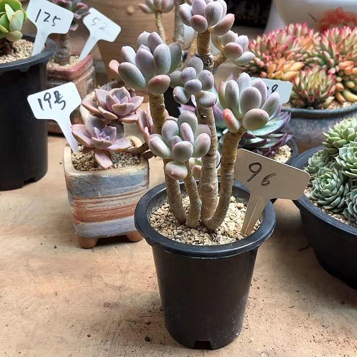 多肉植物，长叶奶96号