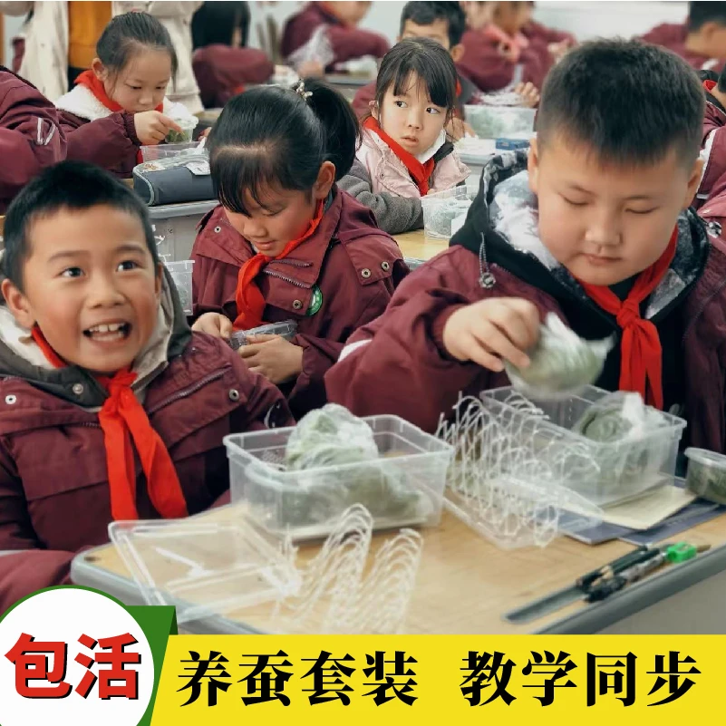 七彩色蚕宝宝12龄三年级学生养蚕套装蚕宝宝卵套餐春蚕卵蚕籽幼虫