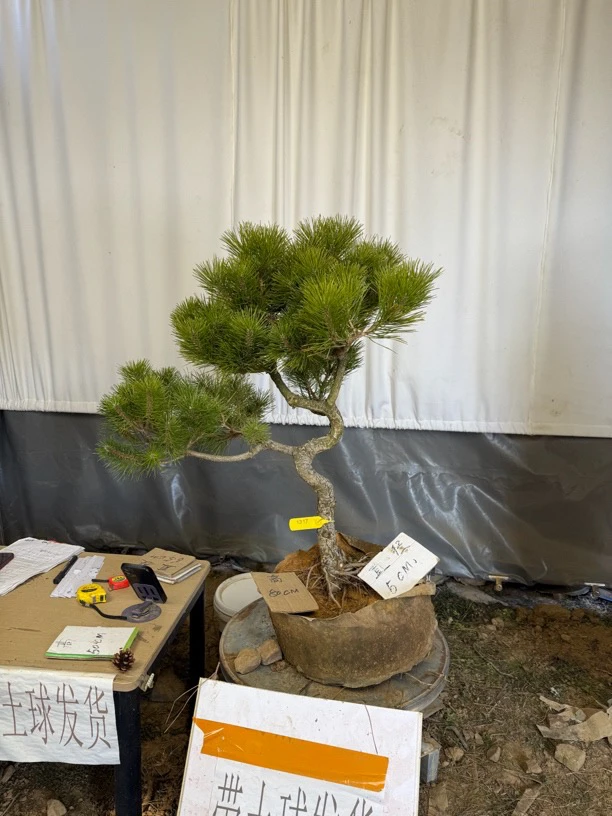 实拍黑松盆景一图一拍盆栽素材庭院景观松树新款