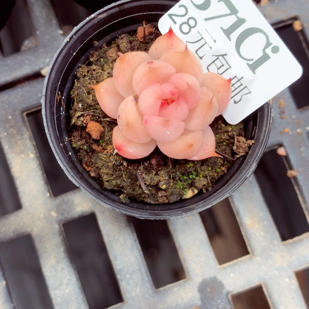 5厘米盆精控多肉371