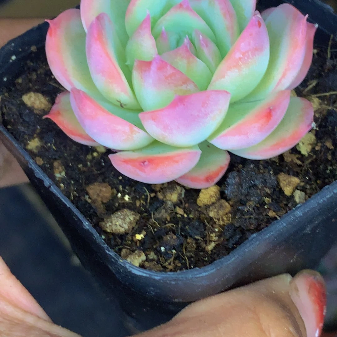 侧影。（满9.99包邮不满9.99发叶子）