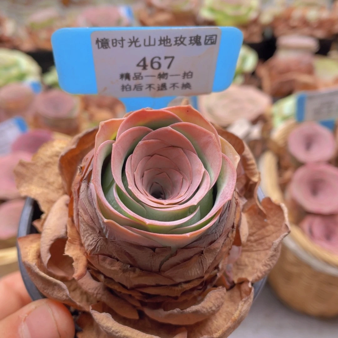 山地玫瑰467裸根发货不售后