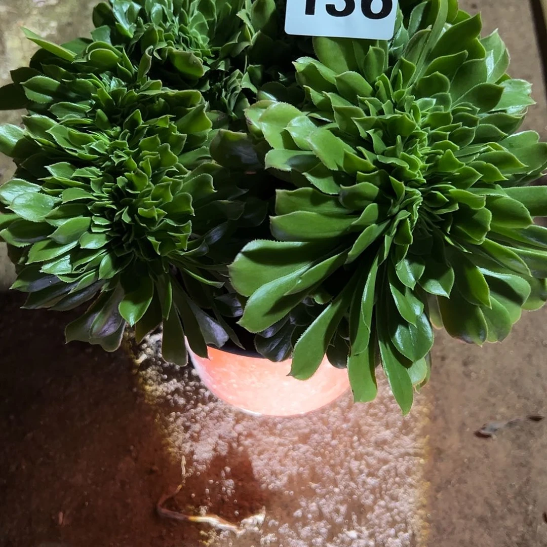 M****磊136绿羊绒缀化一颗