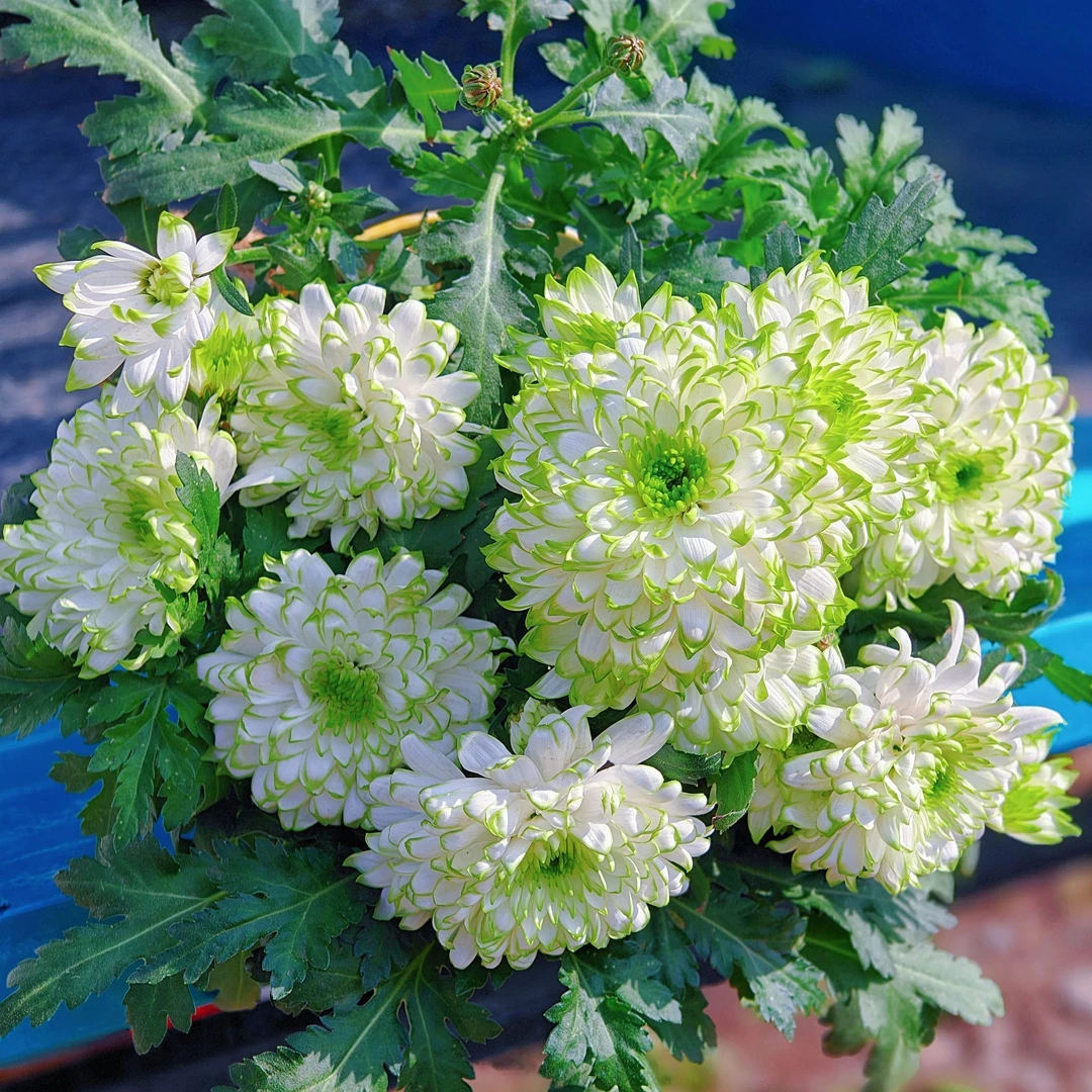 绿天赞荷兰菊盆栽四季发货开花菊花好养庭院花卉阳台室内外耐寒