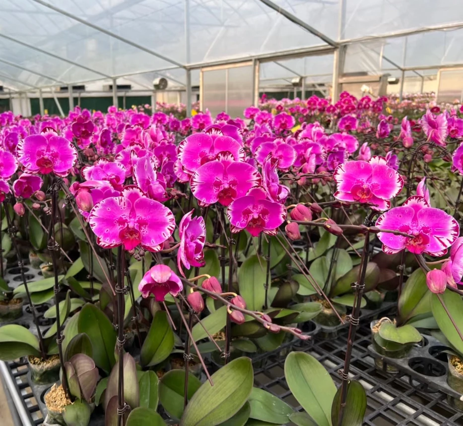 蝴蝶兰【幻想图】大花型带花  室内好养花花  广州基地直发