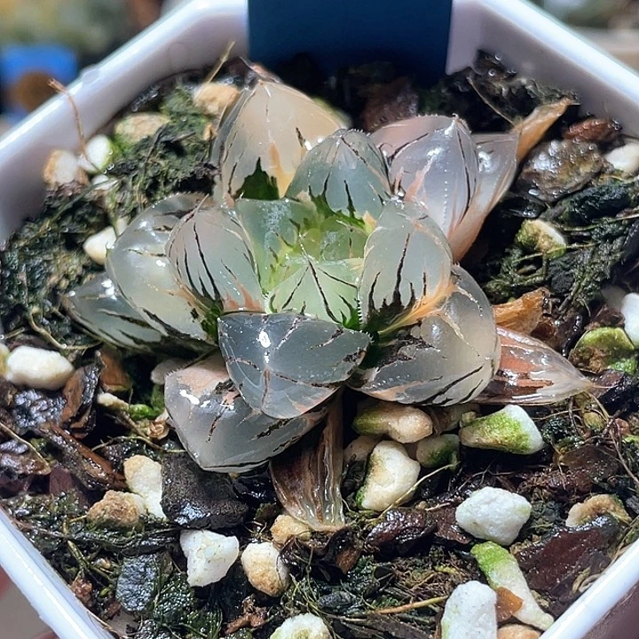 583水晶玉露锦特约哦福利