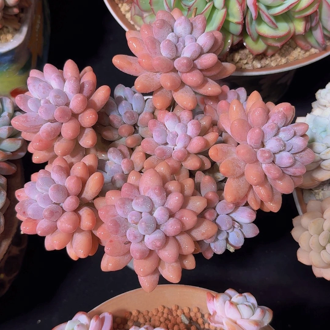 汤圆多肉一物一拍