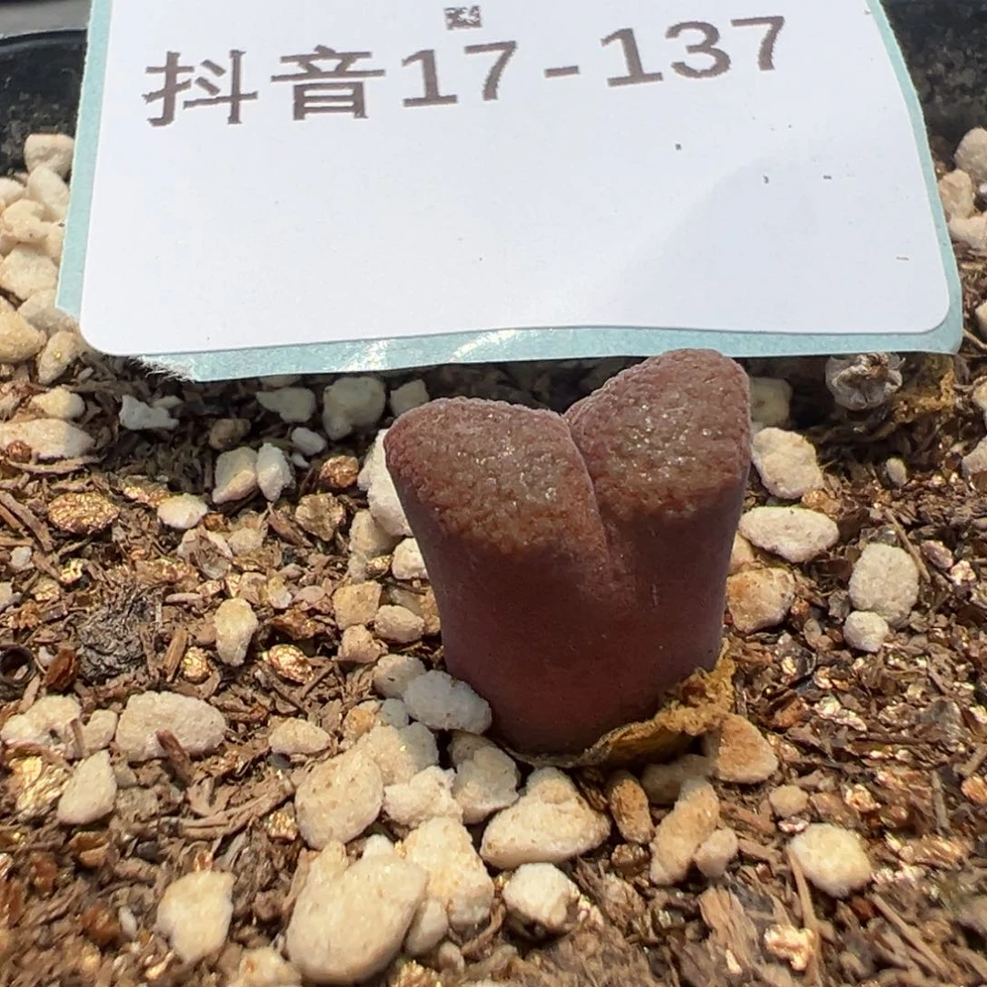 17-137风铃多肉植物